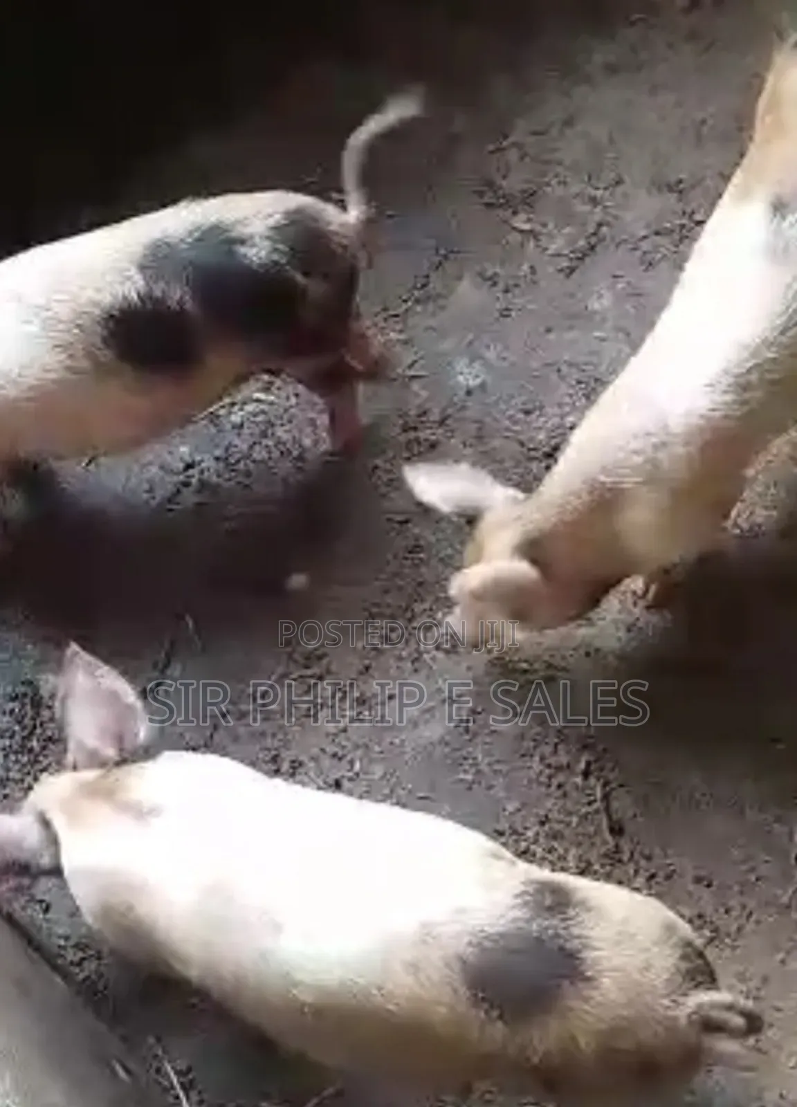 Male Pig Available