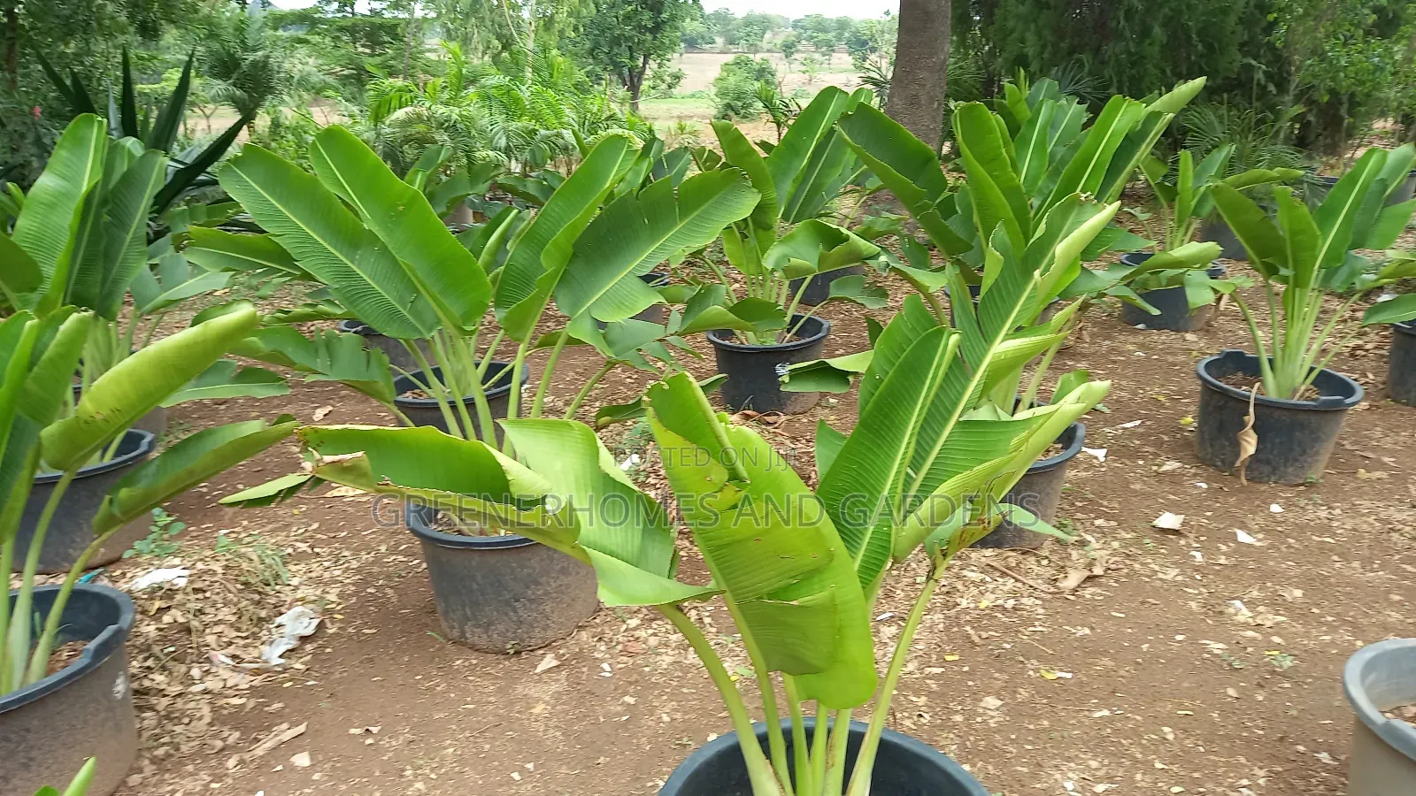 Plants Supply