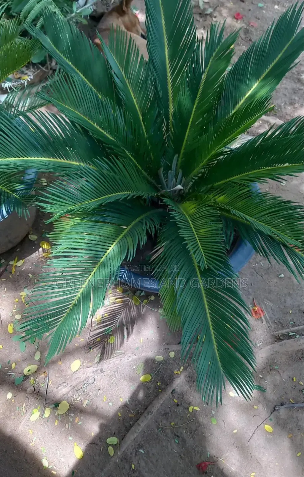 Plants Supply