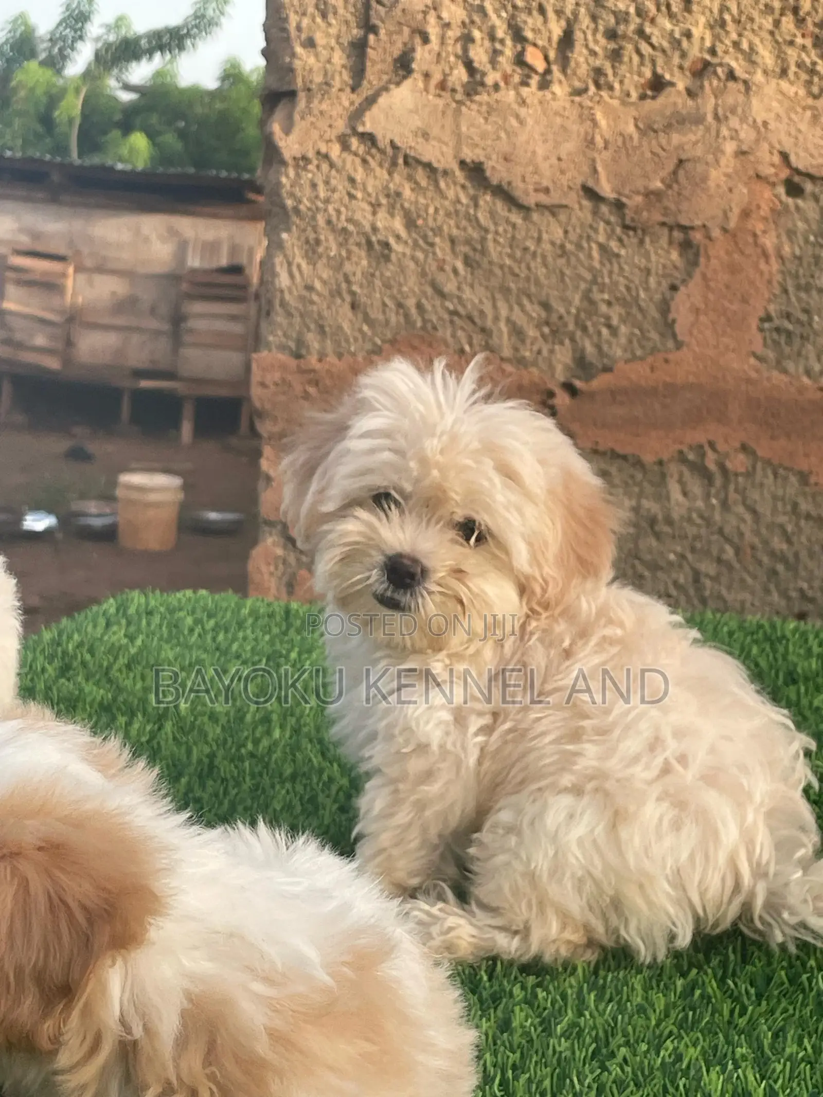 1-3 months Male Purebred Lhasa Apso