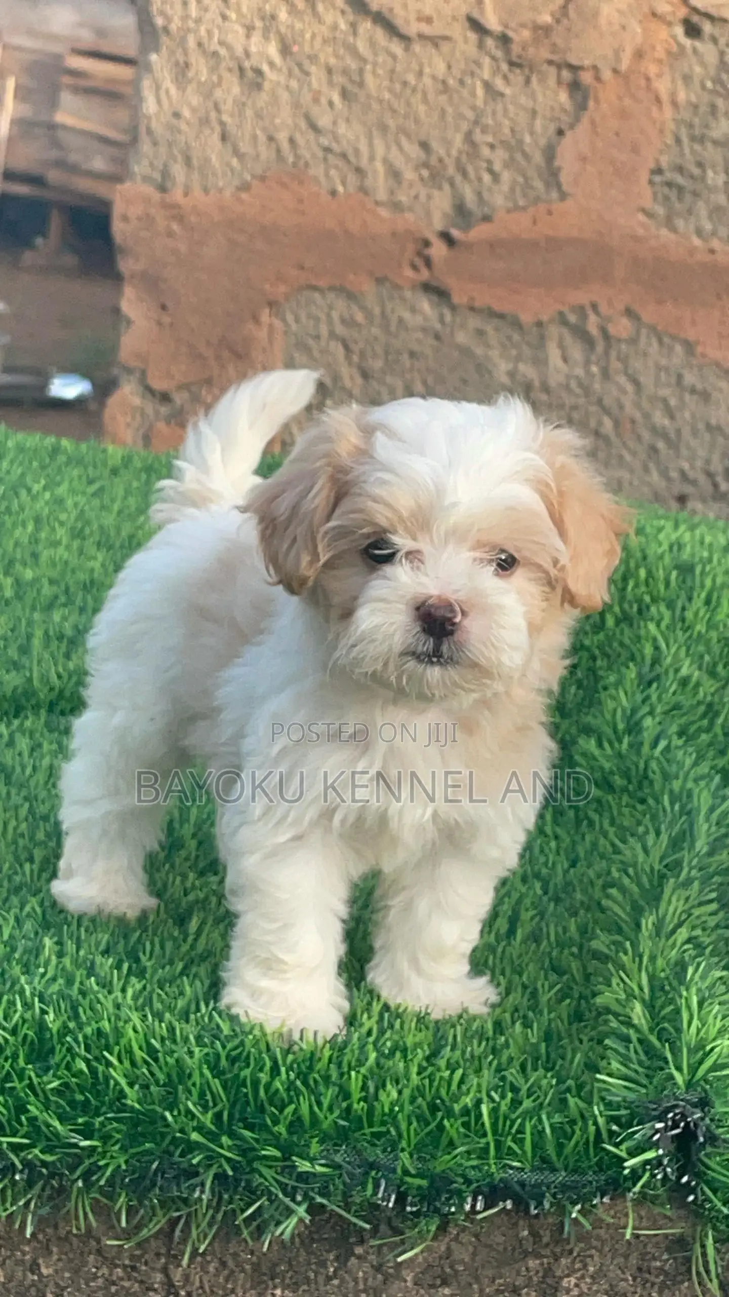 1-3 months Male Purebred Lhasa Apso