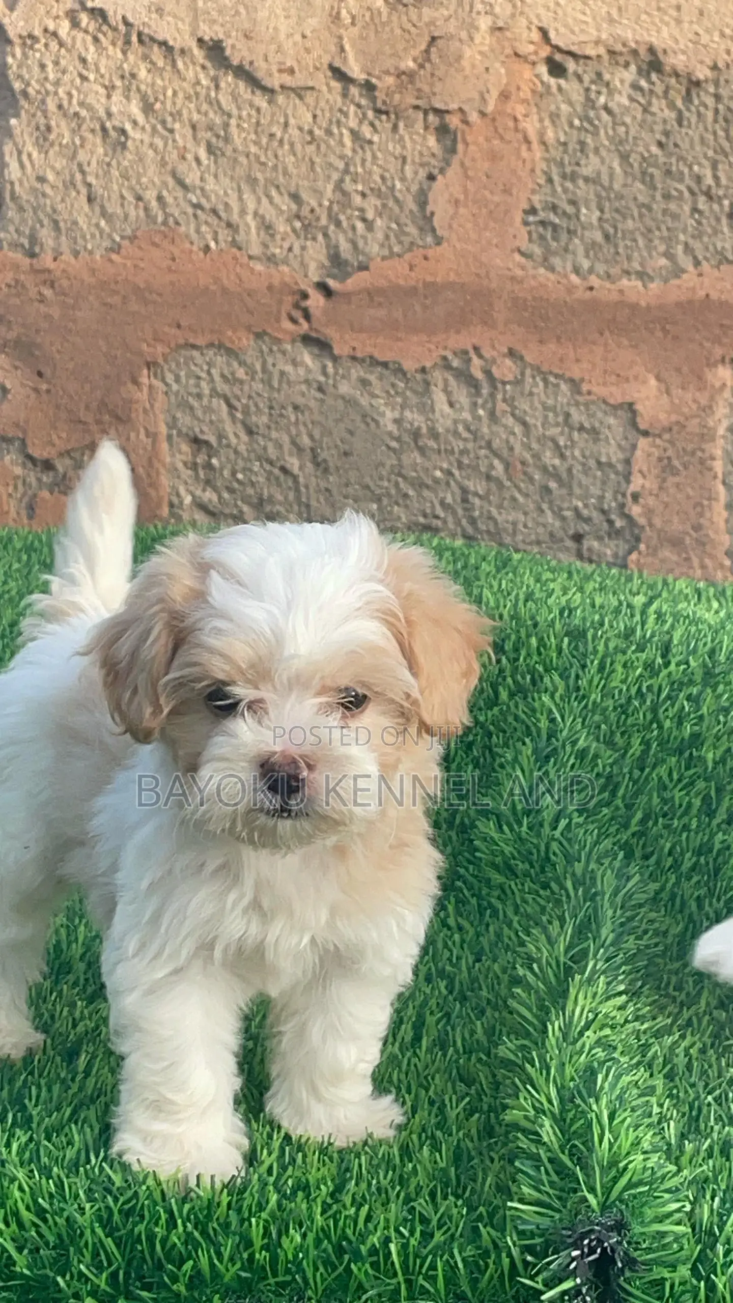 1-3 months Male Purebred Lhasa Apso
