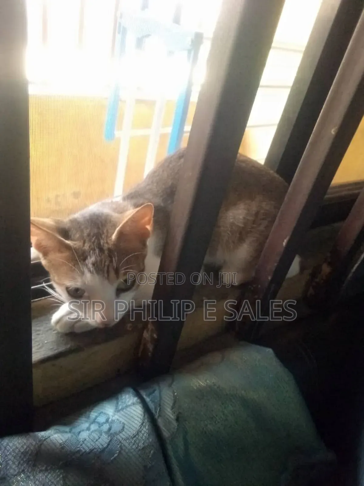 1-3 months Female Mixed Breed American Shorthair