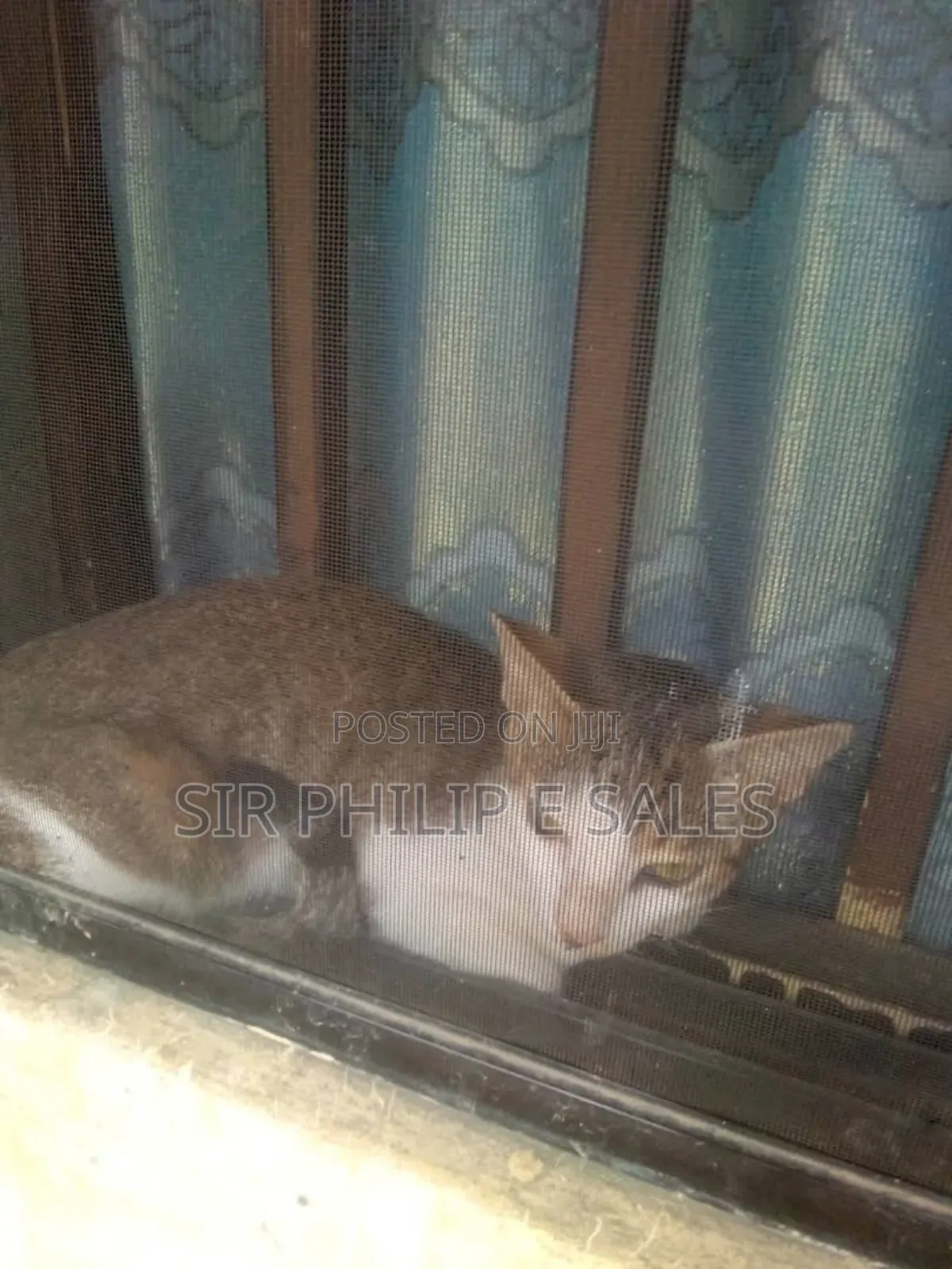 1-3 months Female Mixed Breed American Shorthair
