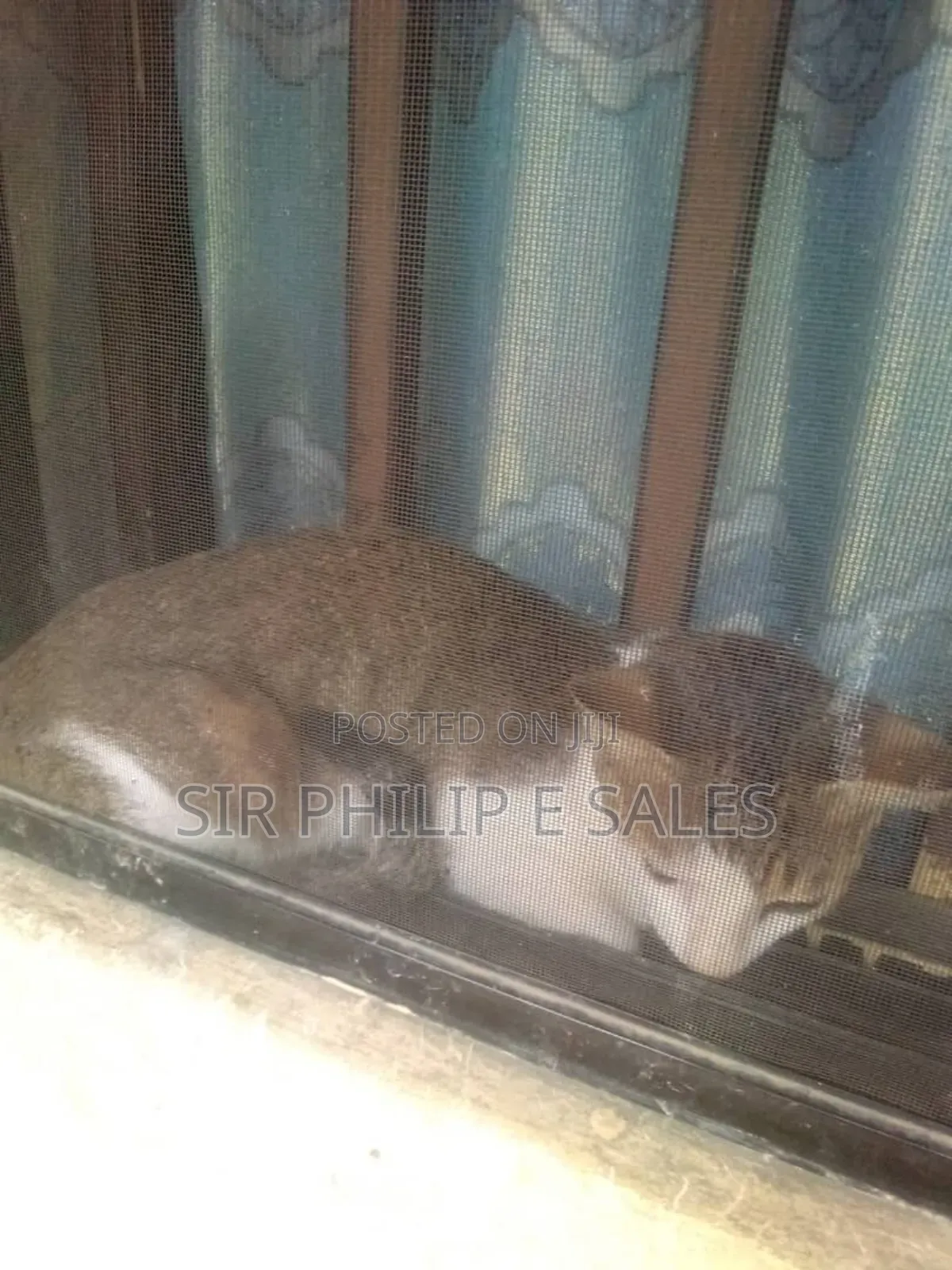 1-3 months Female Mixed Breed American Shorthair