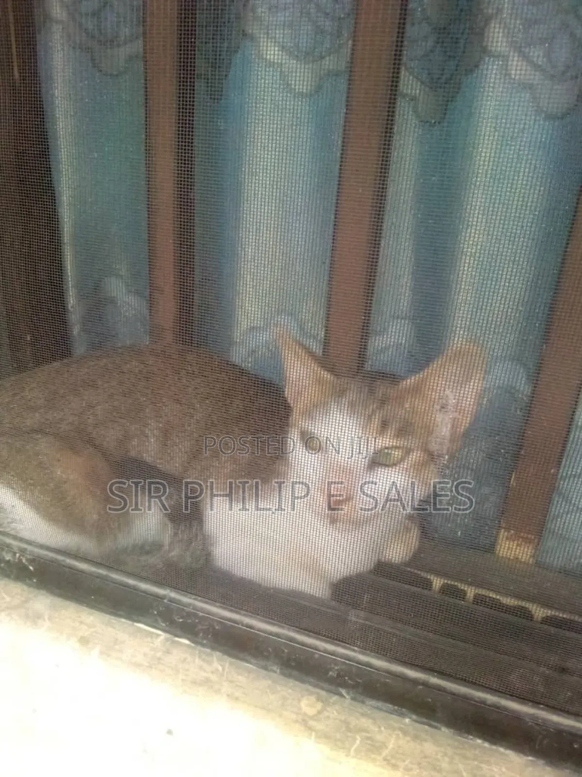 1-3 months Female Mixed Breed American Shorthair