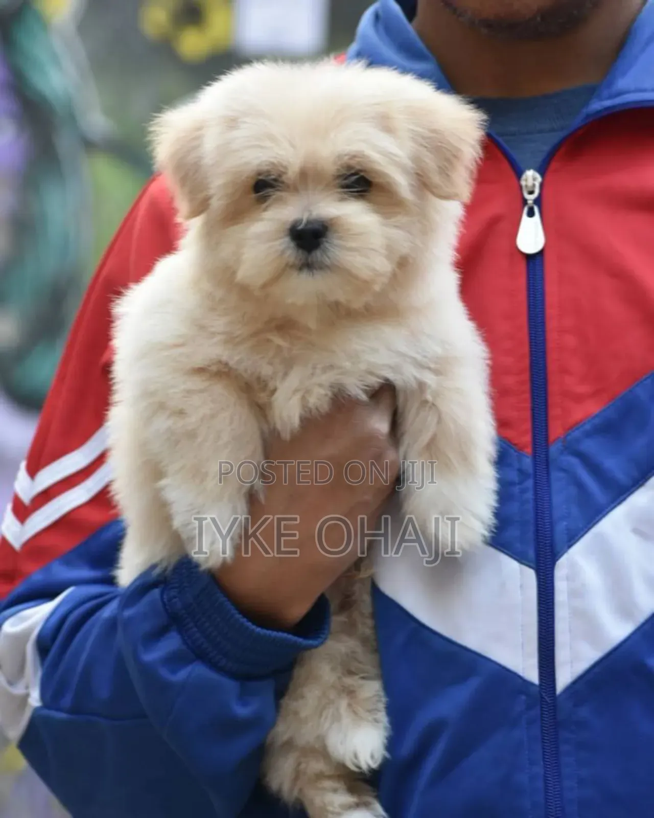 1-3 months Female Purebred Lhasa Apso