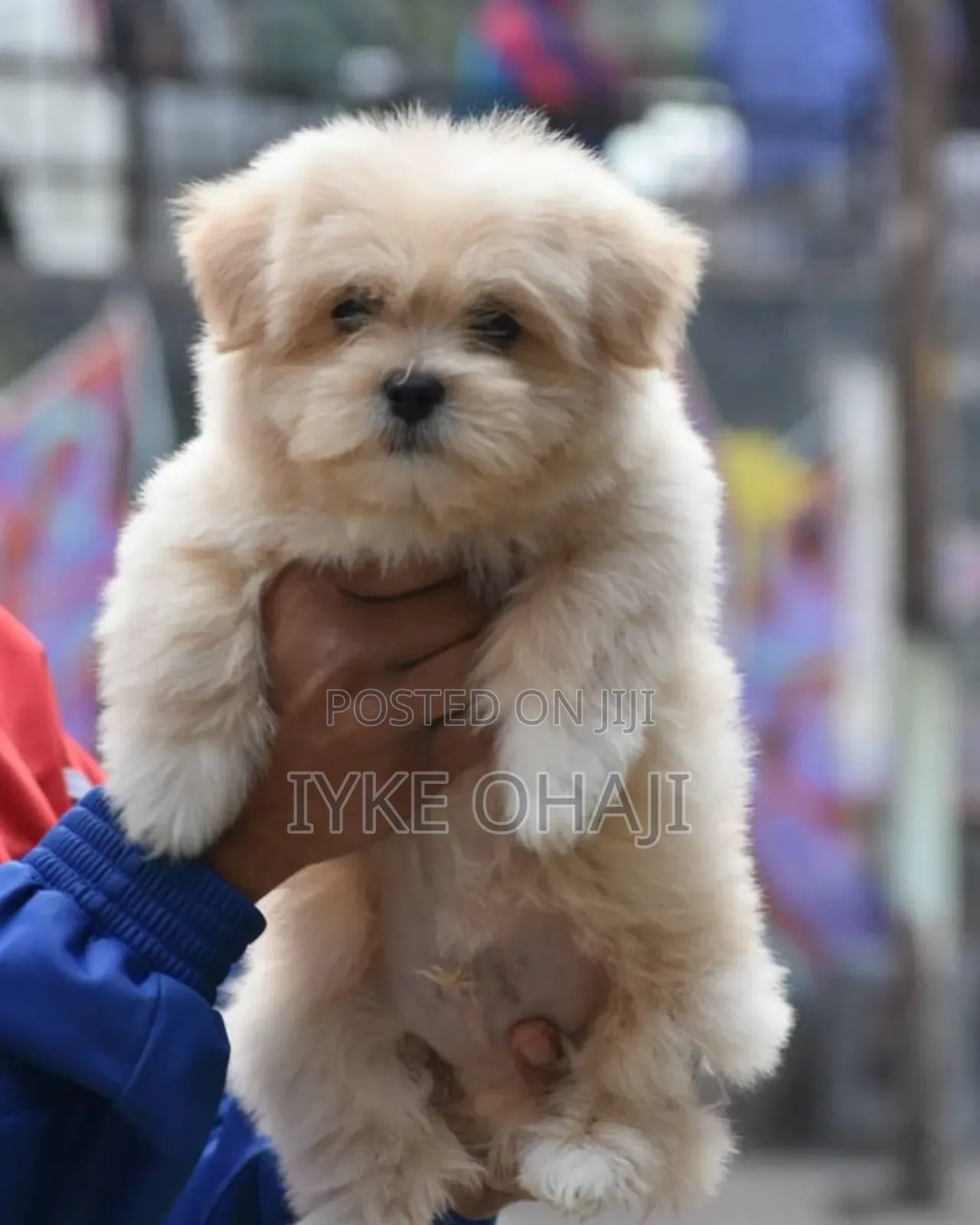 1-3 months Female Purebred Lhasa Apso