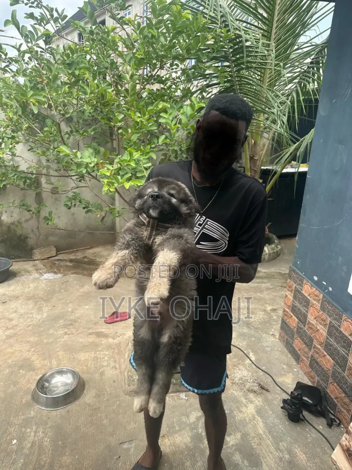 1-3 months Male Purebred Caucasian Shepherd