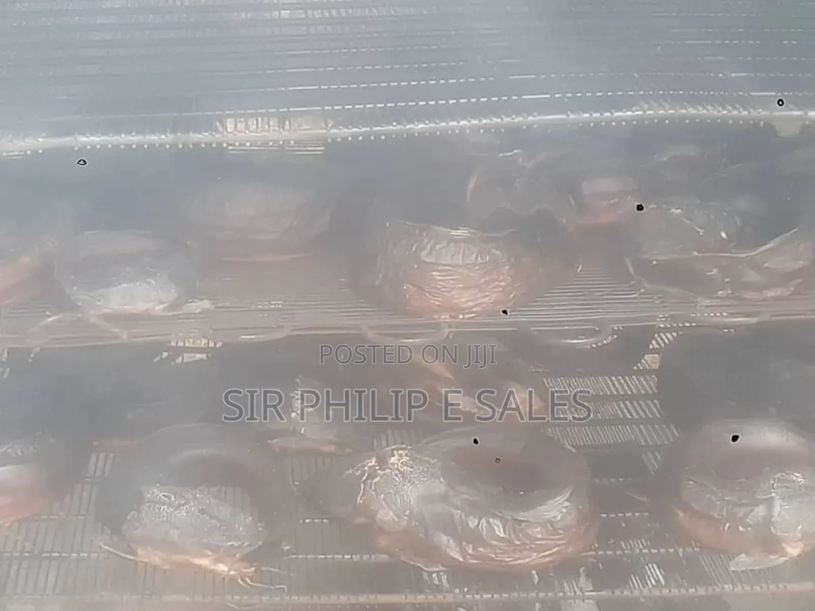 Purebread Juvenile Fresh/Smoked Dry Fish