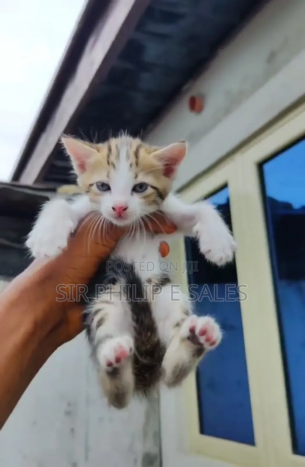 1-3 months Female Purebred Tabby
