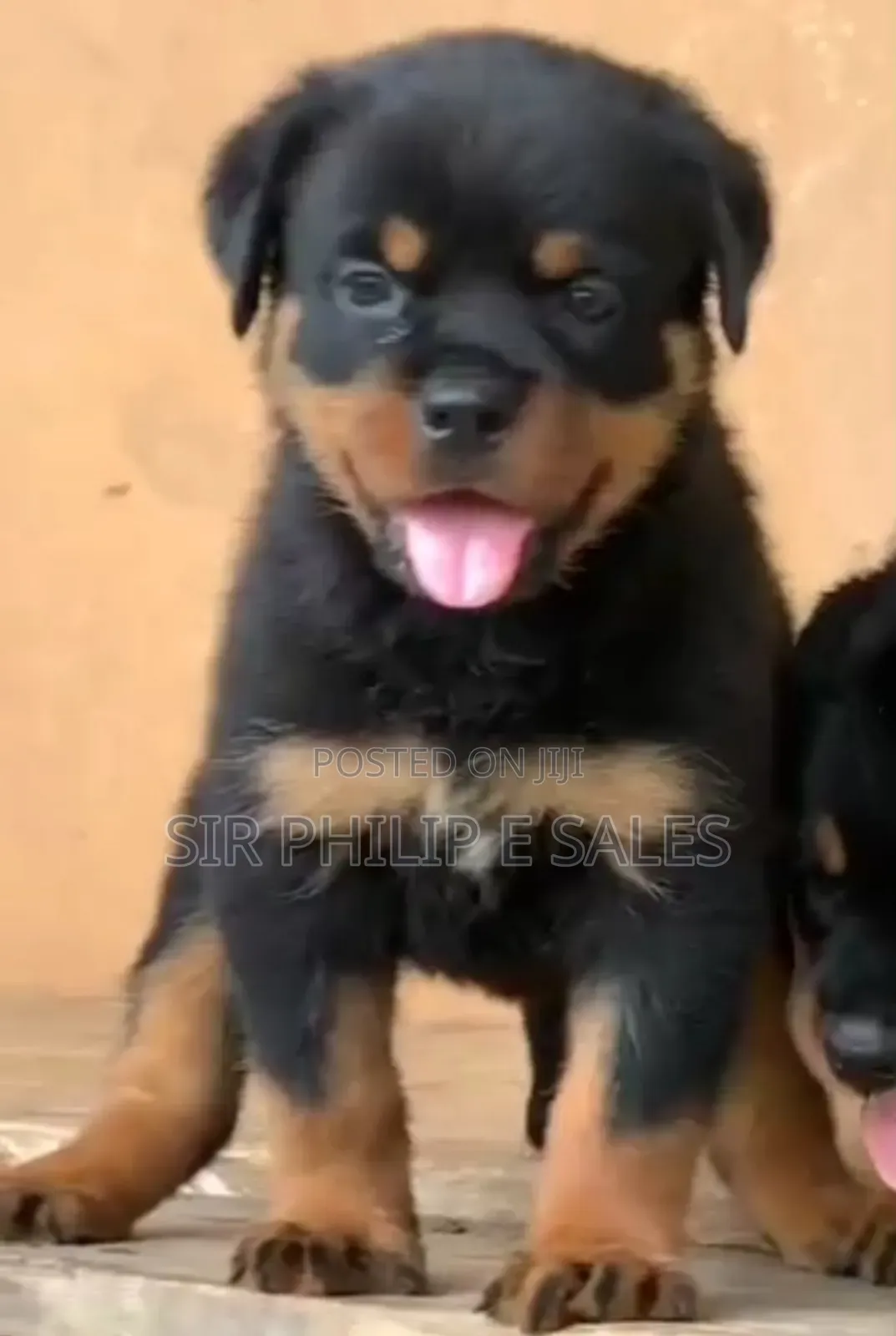 3-6 months Female Purebred Rottweiler