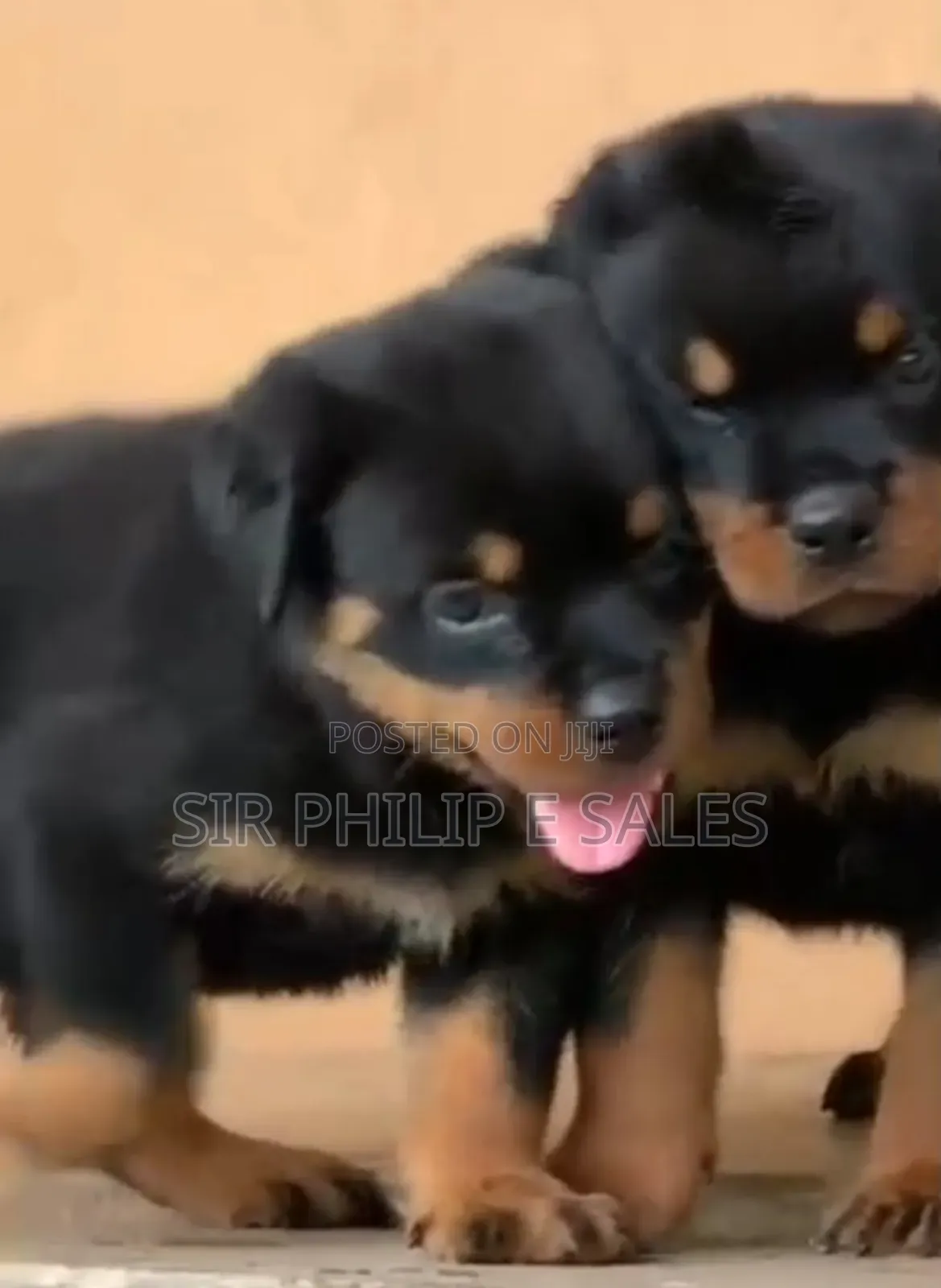 3-6 months Female Purebred Rottweiler