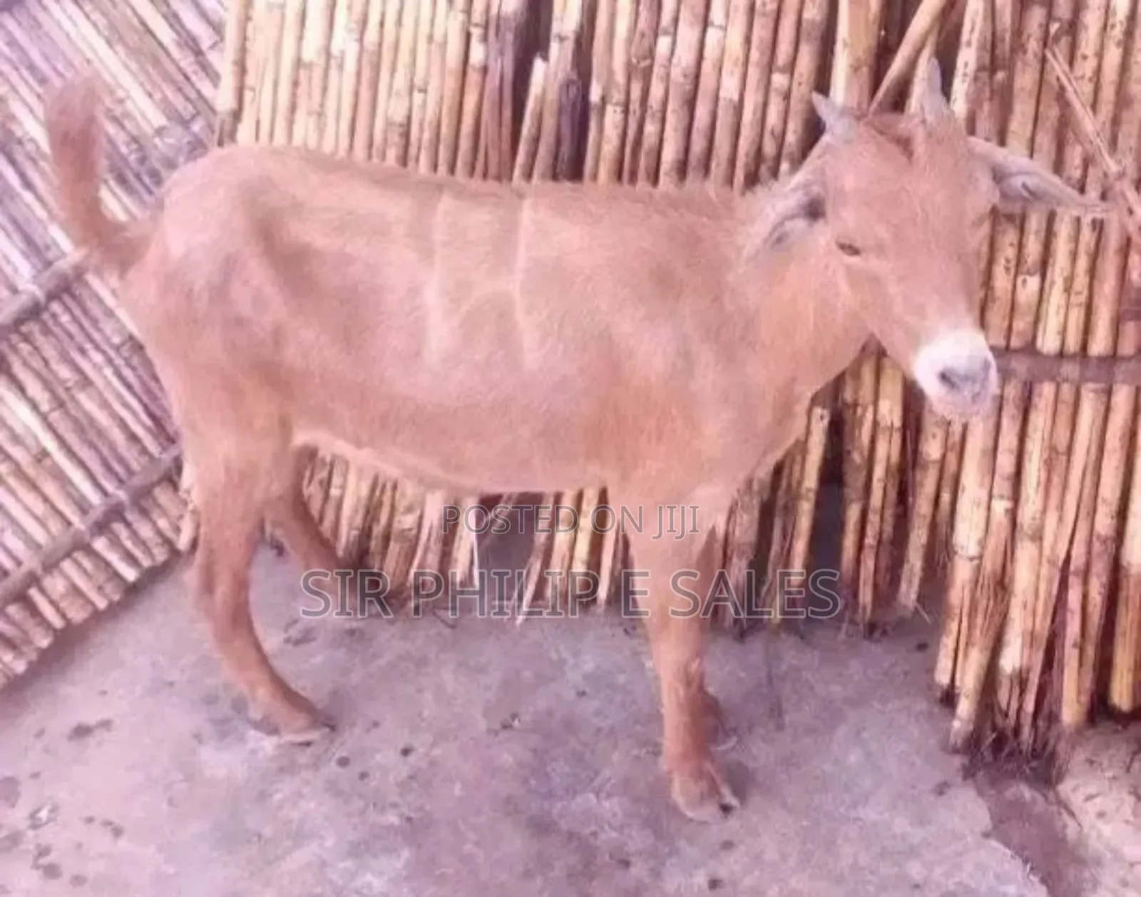Purebread Goat