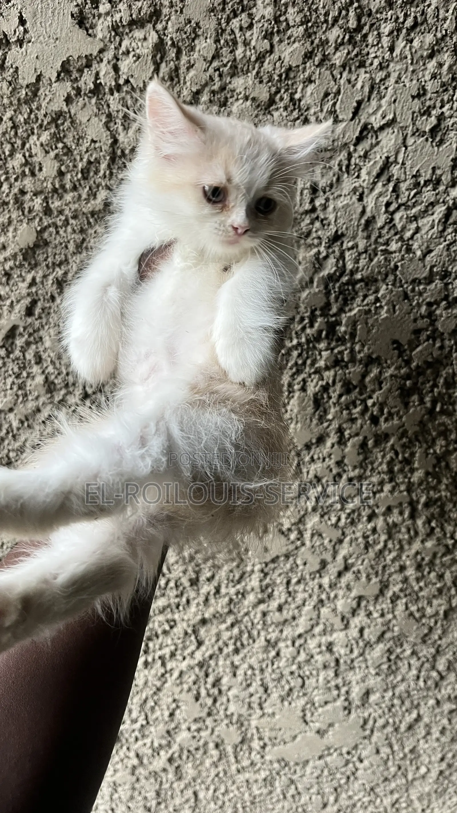 1-3 months Male Purebred Persian