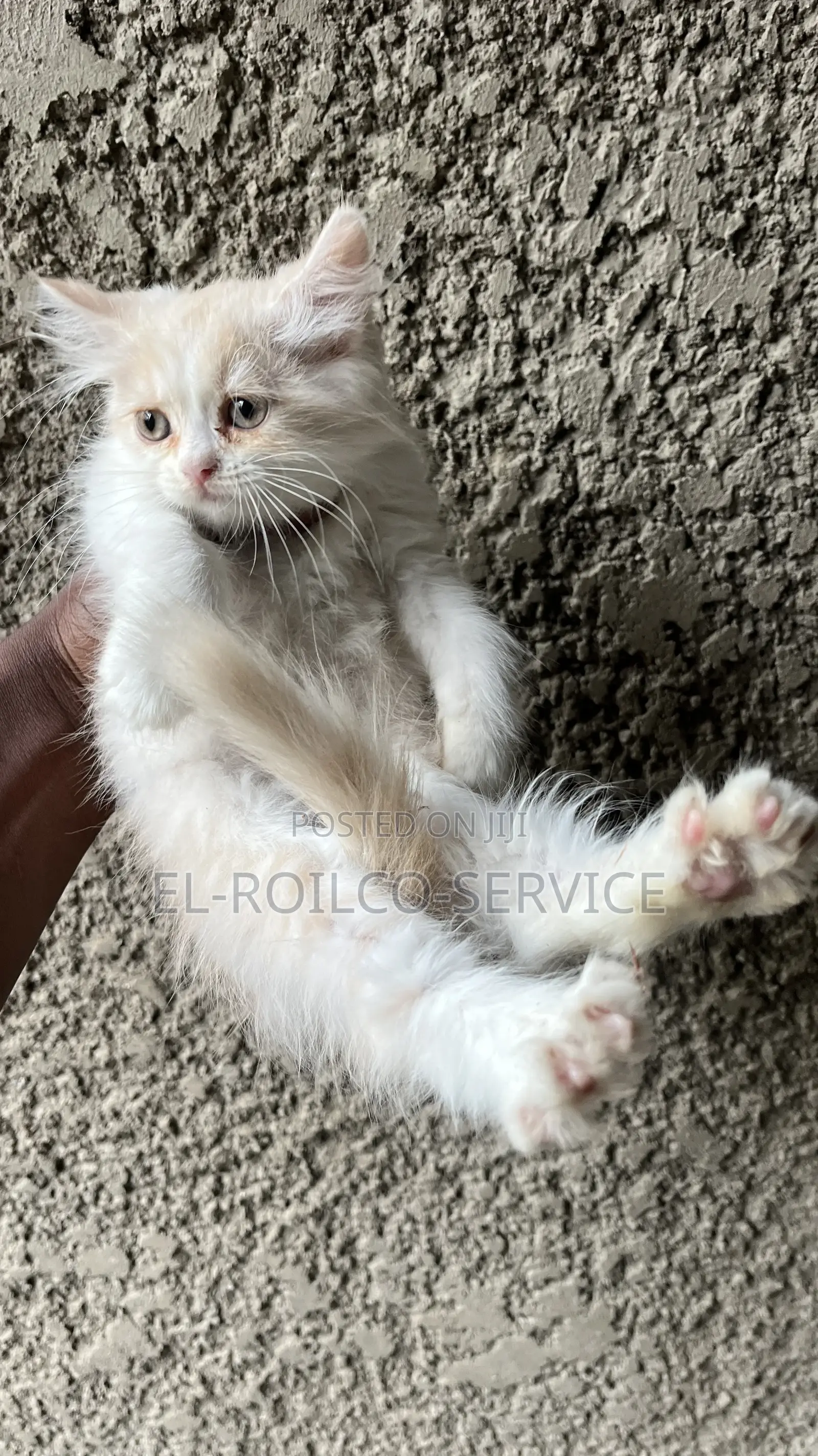 1-3 months Male Purebred Persian