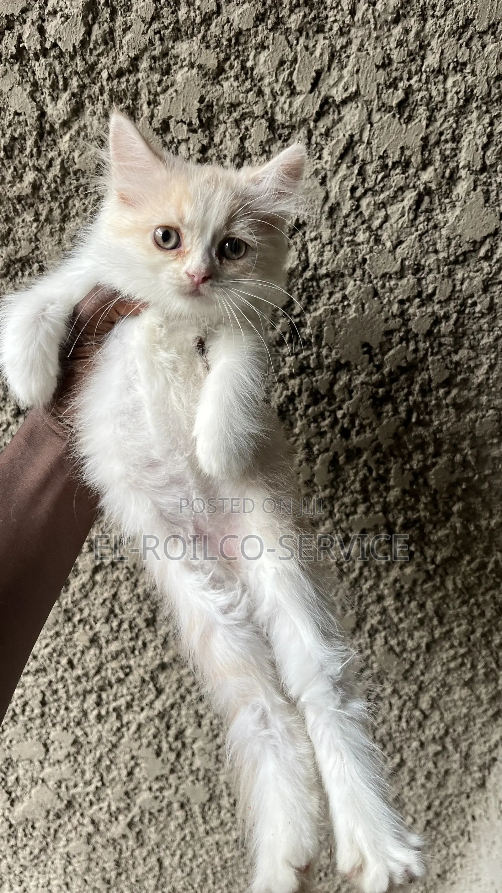 1-3 months Male Purebred Persian