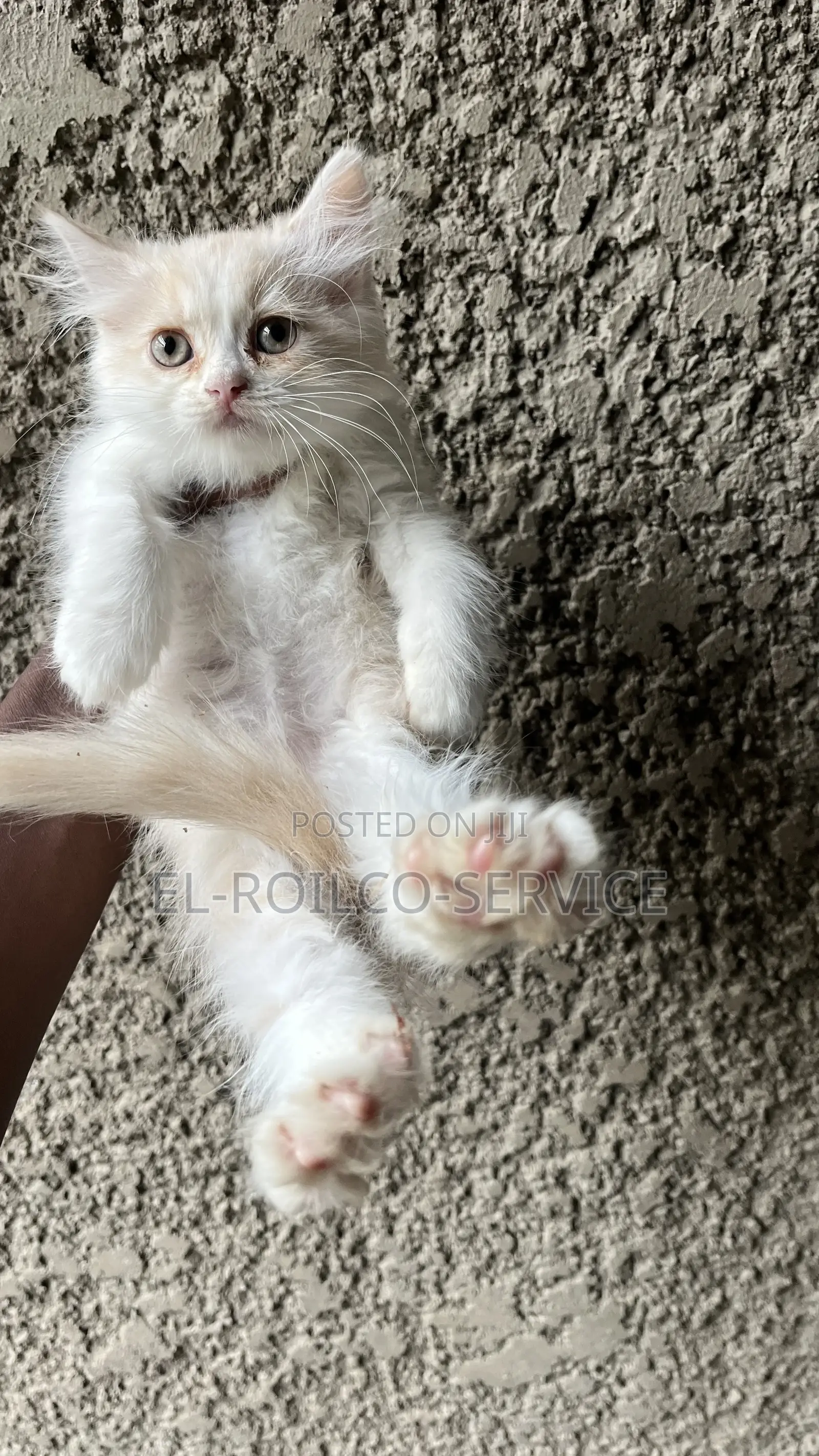 1-3 months Male Purebred Persian