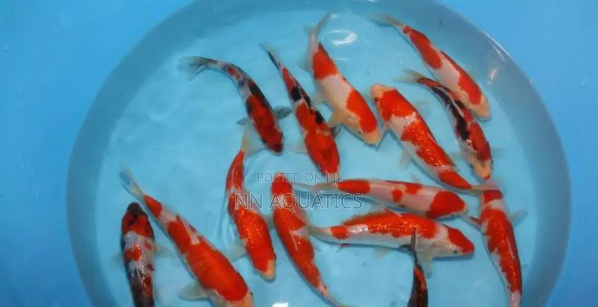 4 to 5 Inch Koi Karp Fish