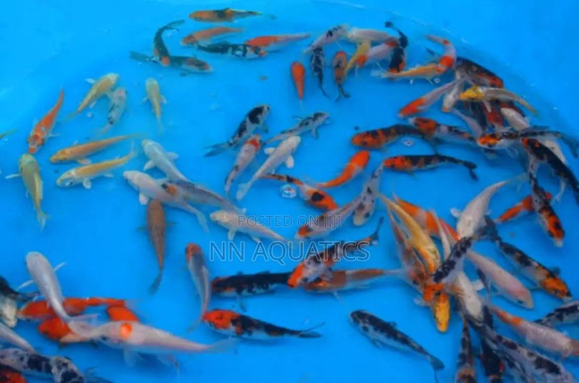 4 to 5 Inch Koi Karp Fish