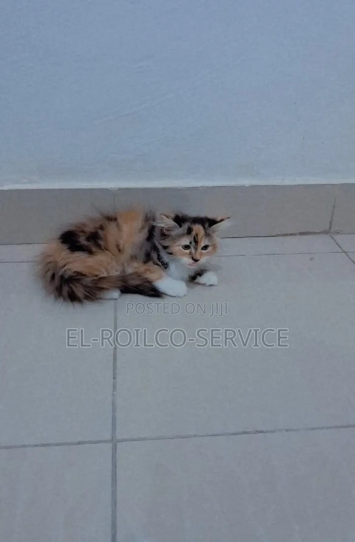 1-3 months Female Purebred Persian