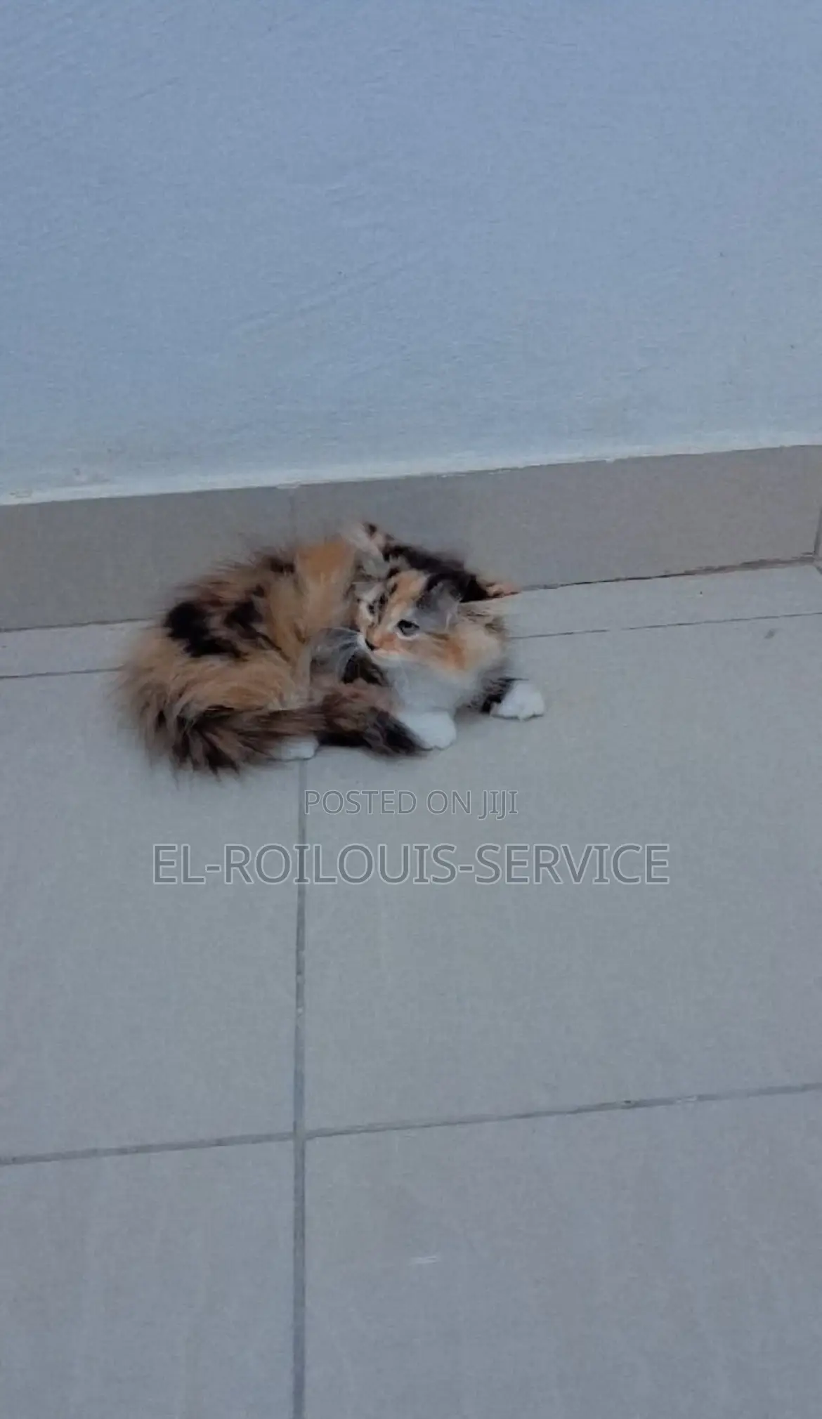 1-3 months Female Purebred Persian
