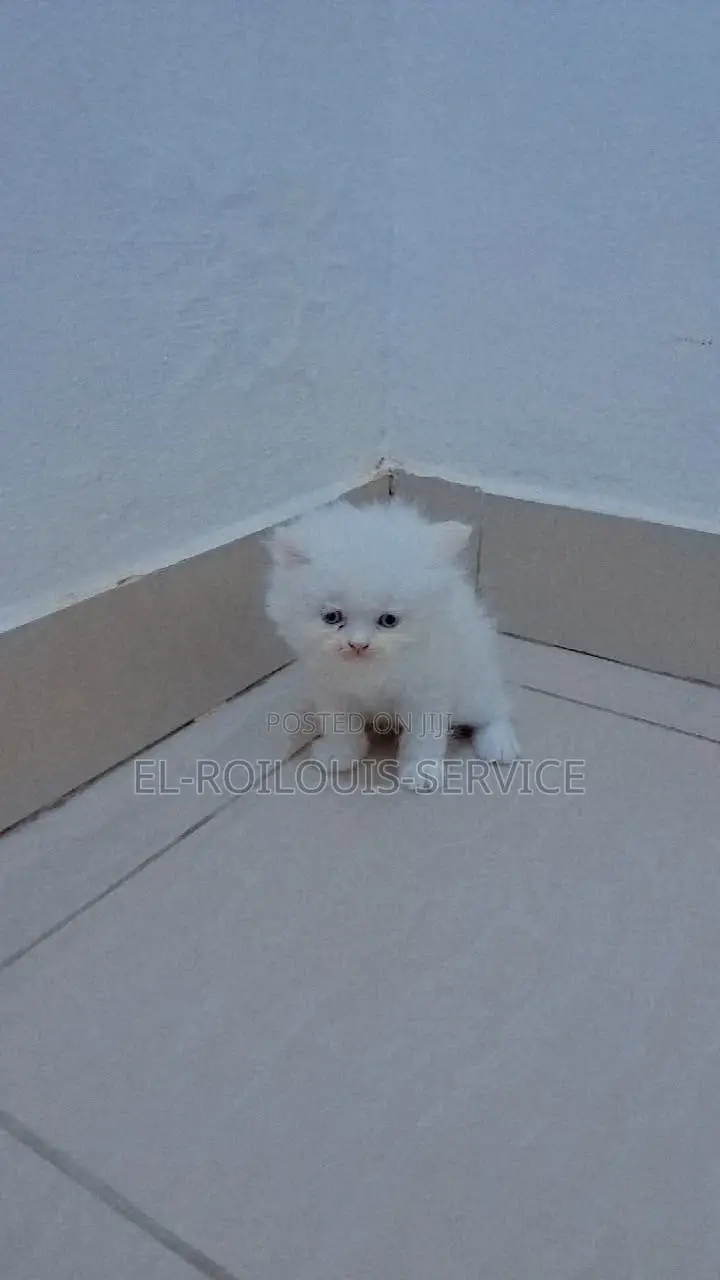 1-3 months Female Purebred Persian