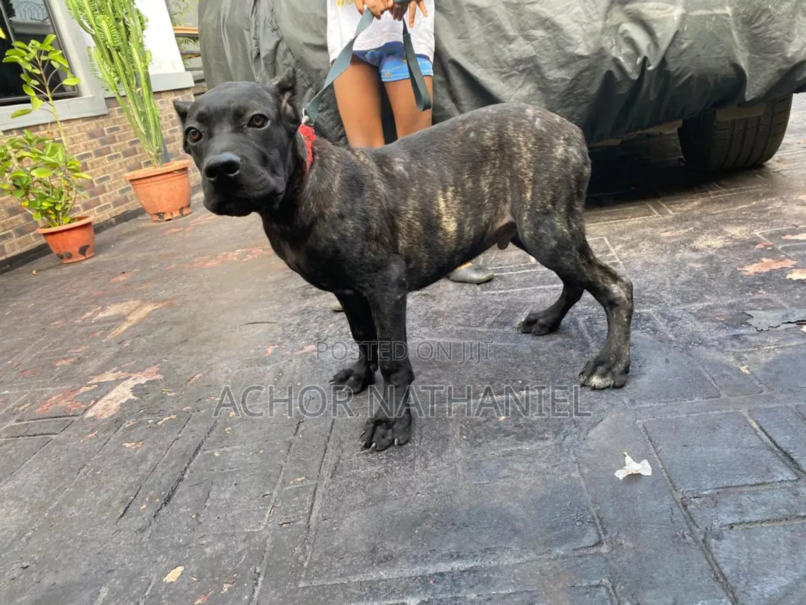3-6 months Male Purebred Cane Corso