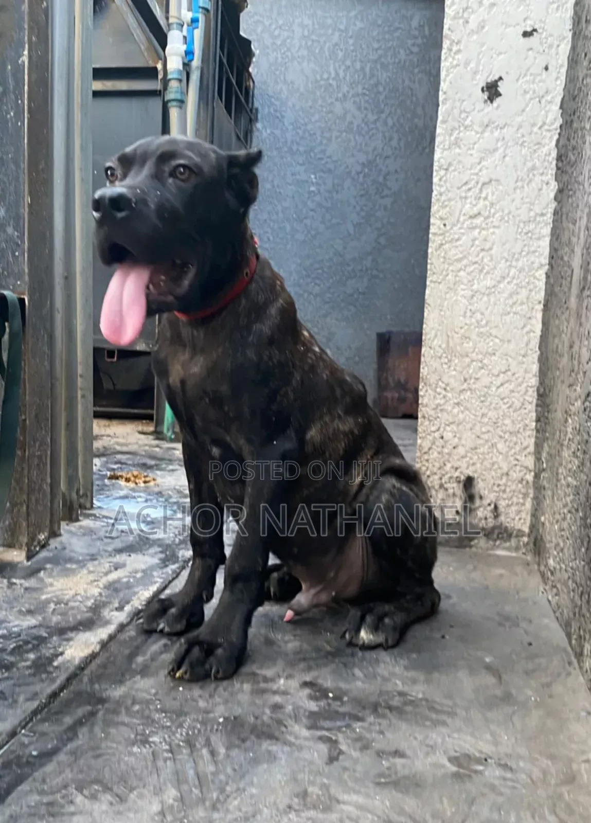 3-6 months Male Purebred Cane Corso