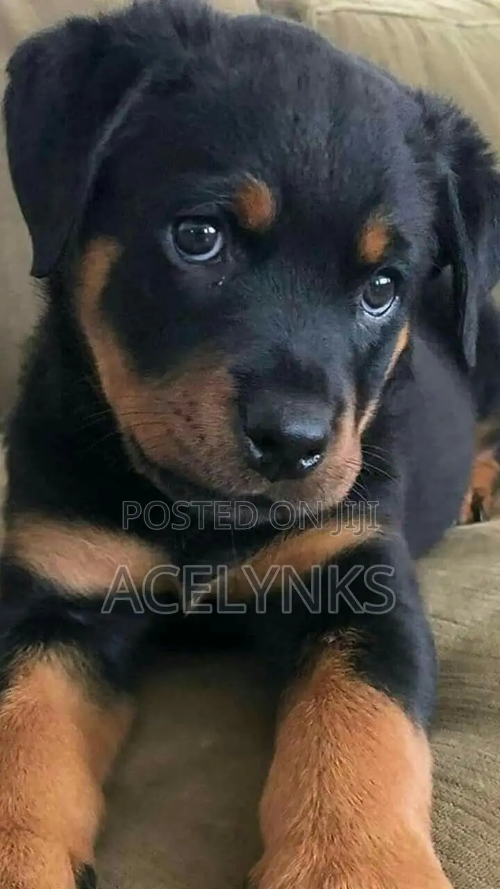 1-3 months Female Purebred Rottweiler