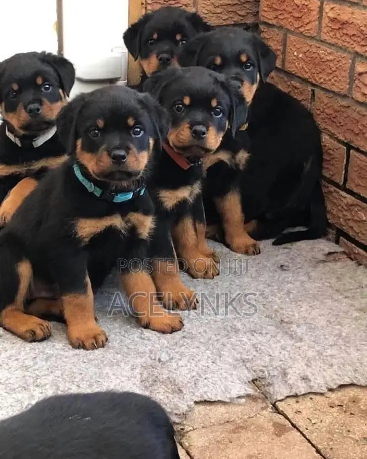 1-3 months Female Purebred Rottweiler