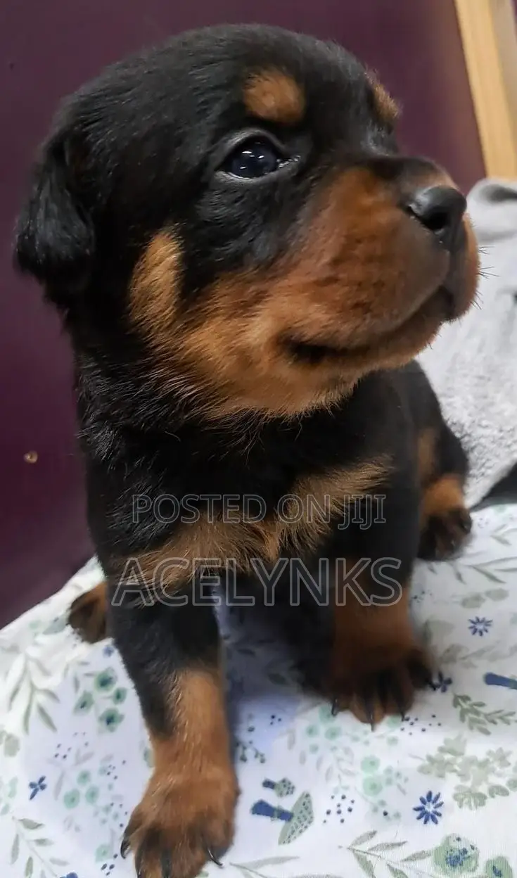 1-3 months Female Purebred Rottweiler