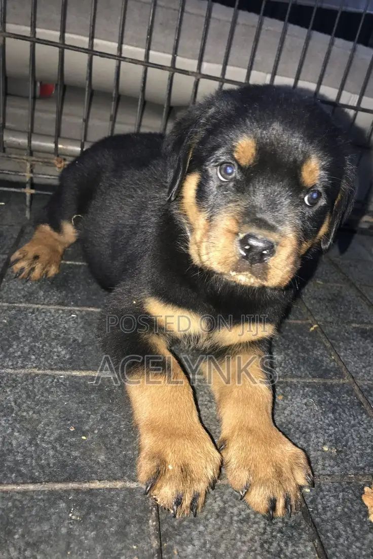 1-3 months Female Purebred Rottweiler