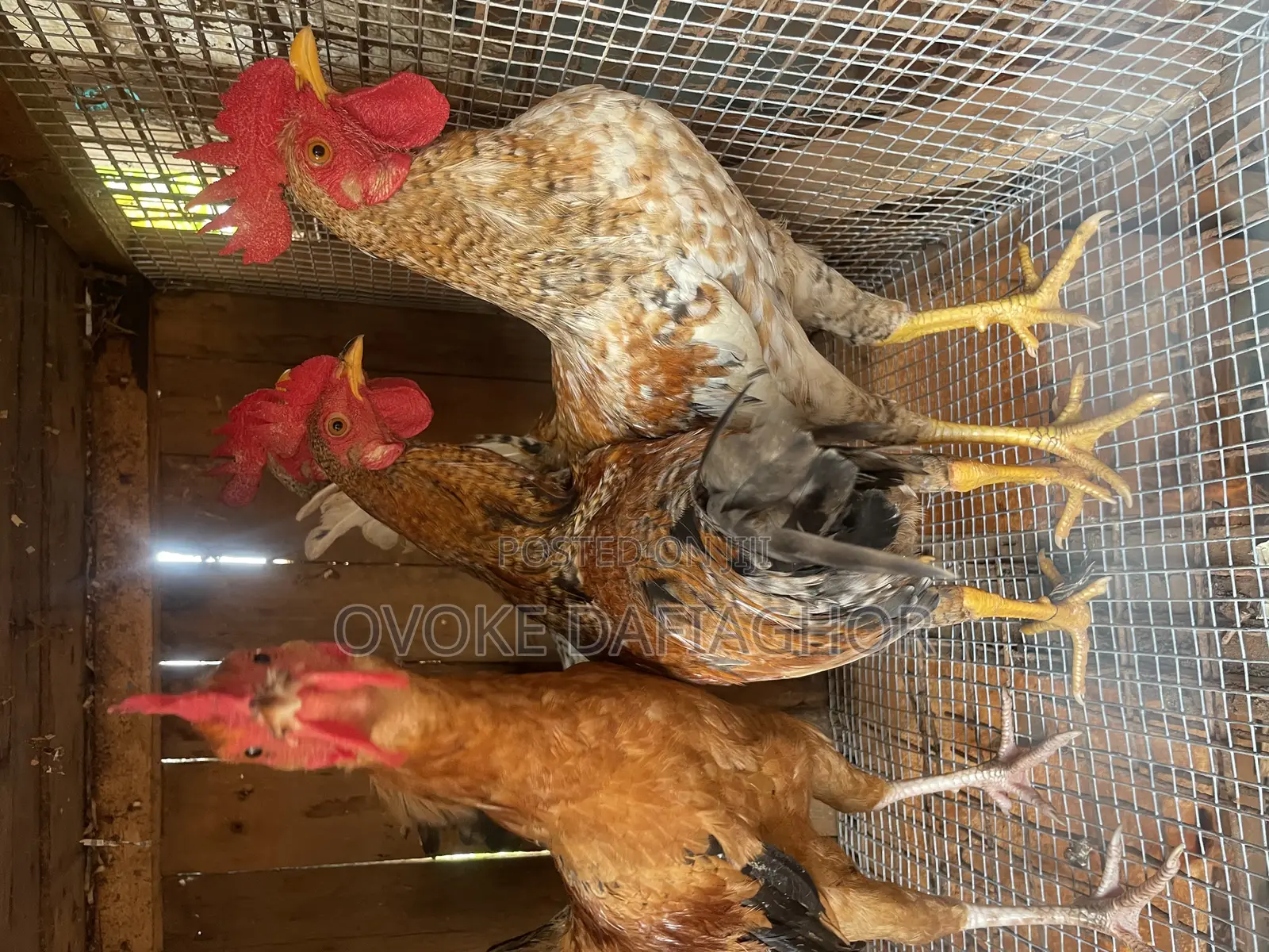 Local Chickens