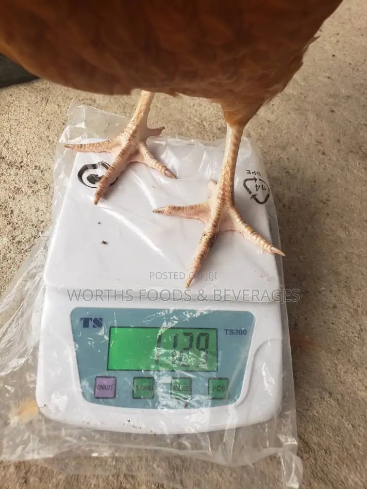 12 Weeks Point of Layers Chicken for Sale
