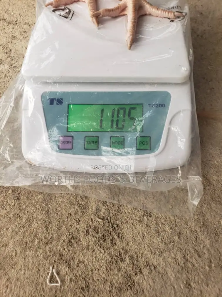 12 Weeks Point of Layers Chicken for Sale