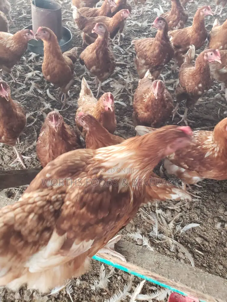 12 Weeks Point of Layers Chicken for Sale