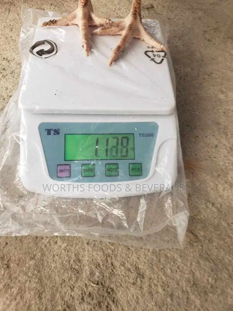 12 Weeks Point of Layers Chicken for Sale