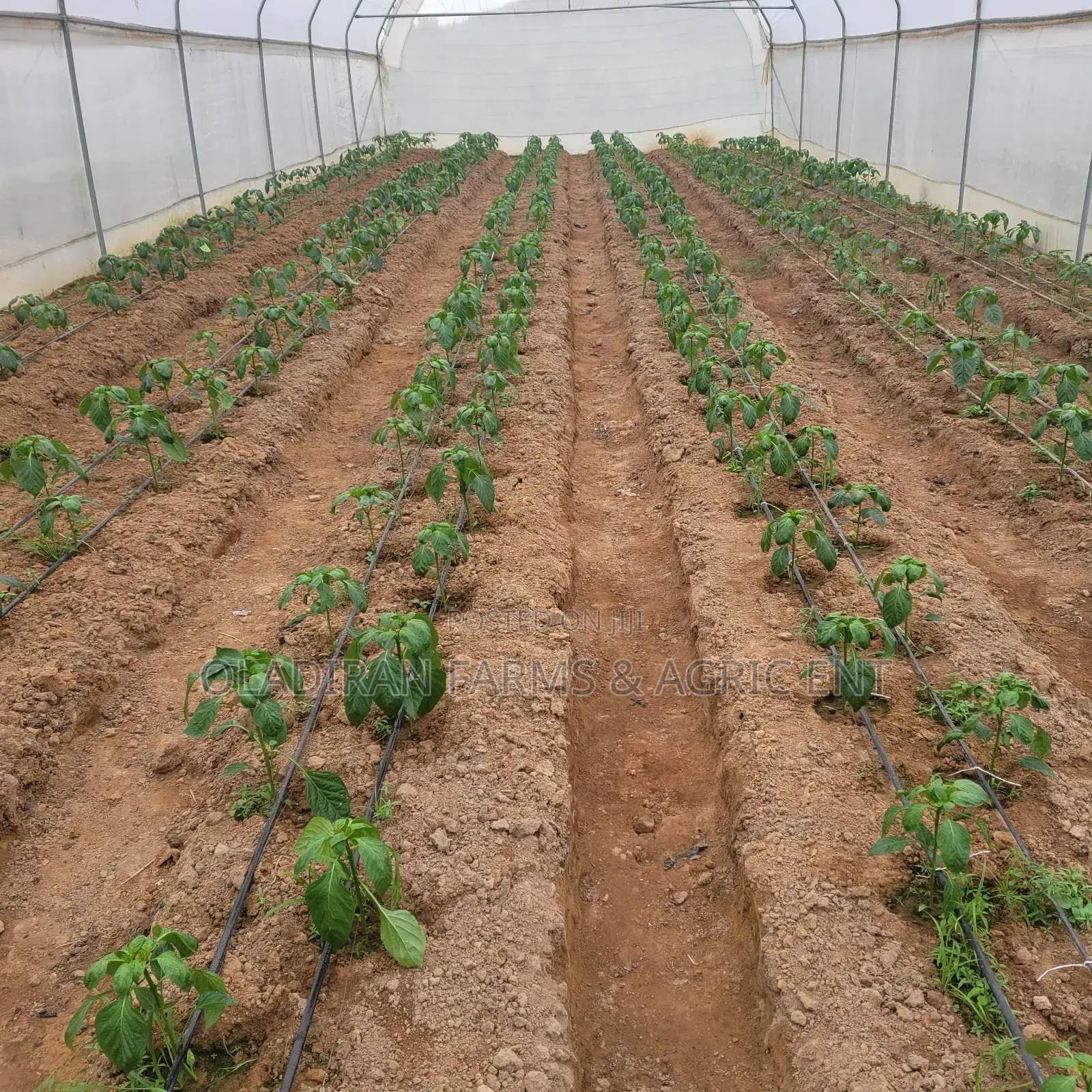 Farm Consultation and Irrigation Setup