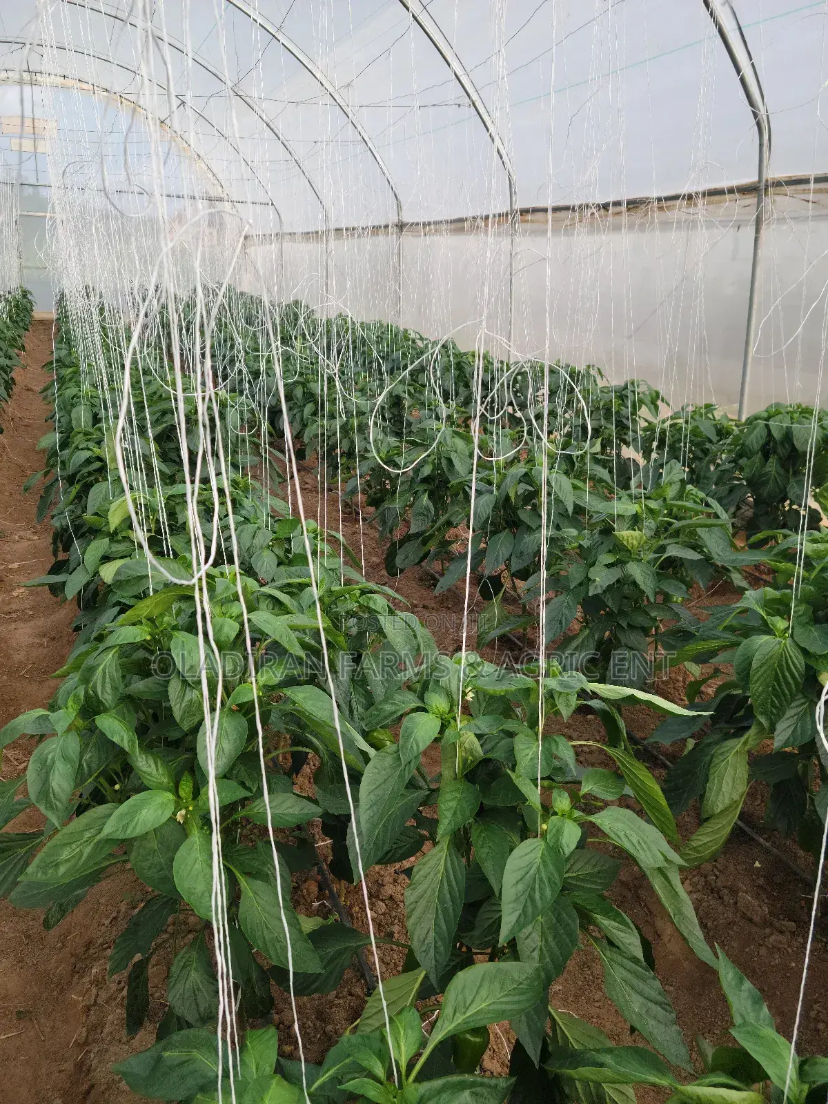 Farm Consultation and Irrigation Setup
