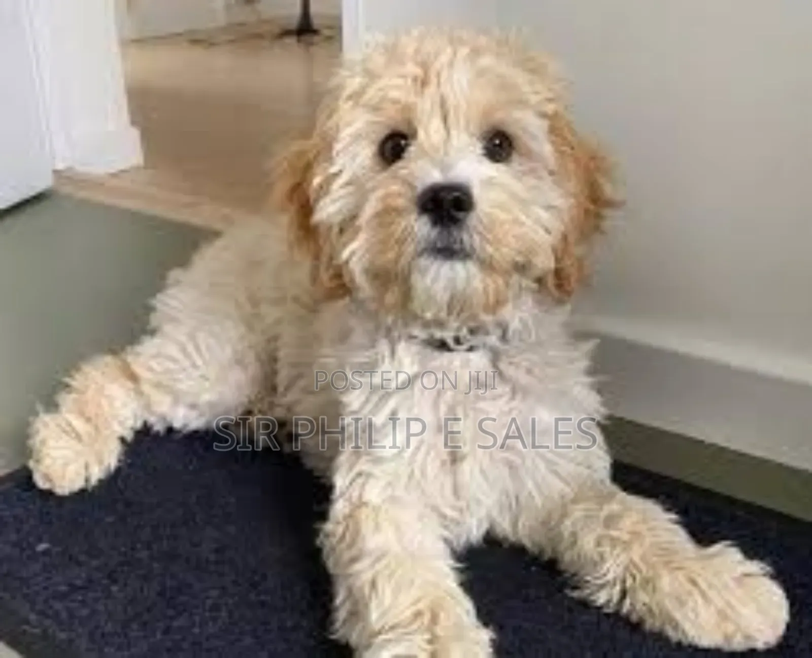 3-6 months Female Purebred Lhasa Apso