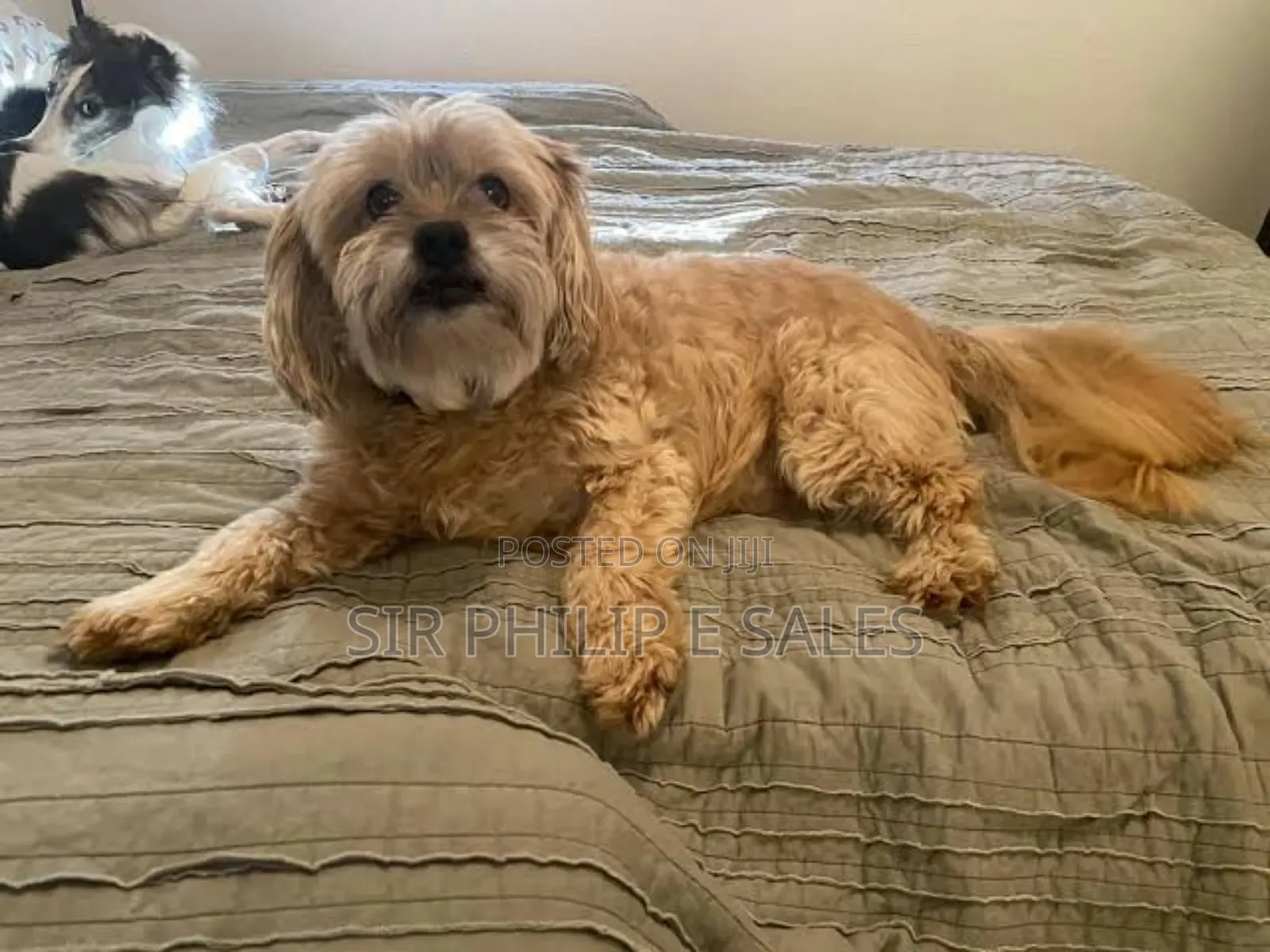 3-6 months Female Purebred Lhasa Apso