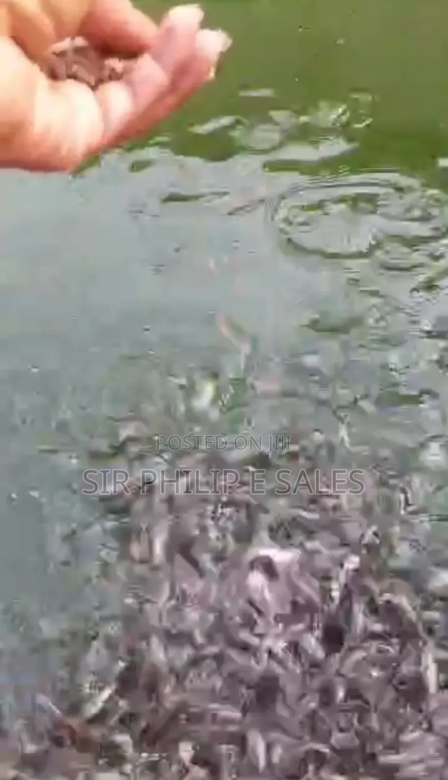 Fresh Water Fish (Catfish)