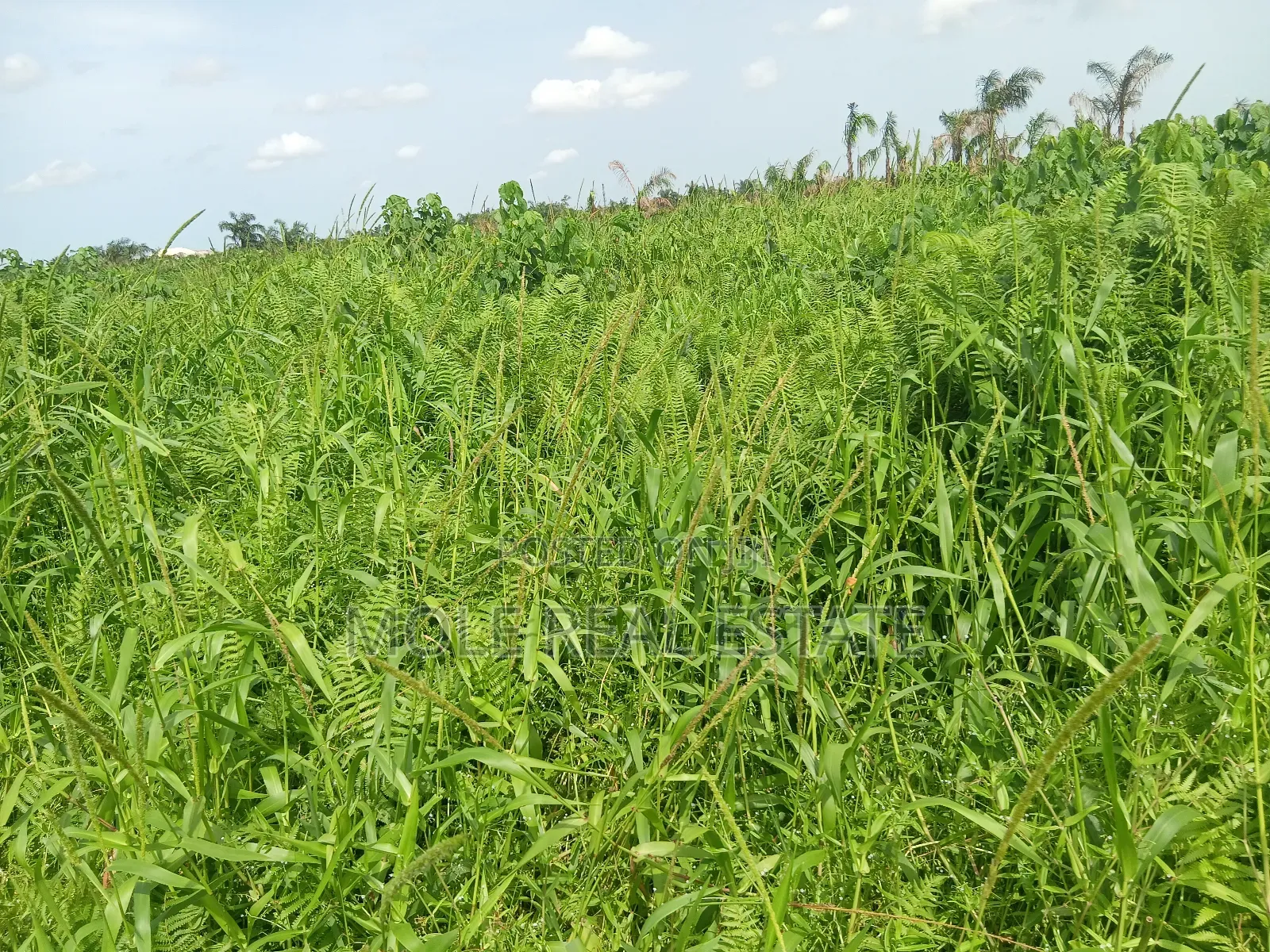 7 Victoria Island Plots 4 Outright Sales