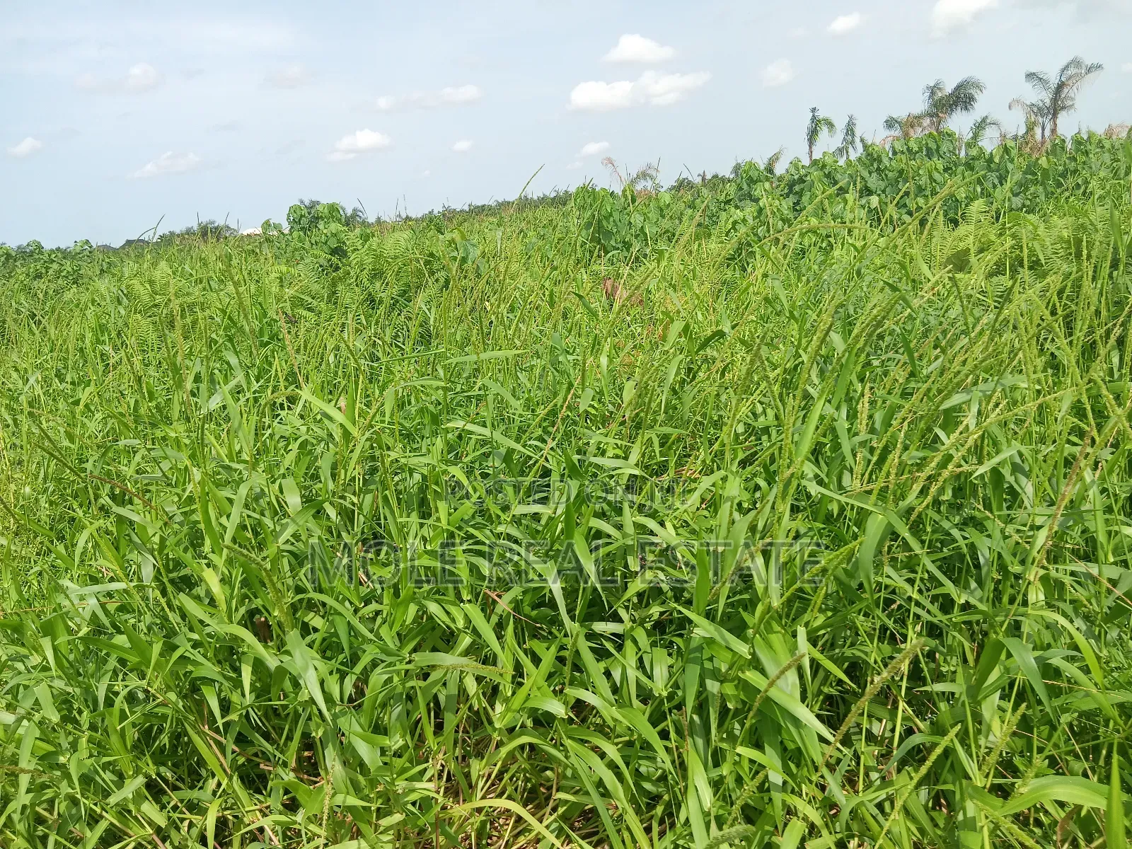 Old Ikoyi Plots 4 Sale Updated List