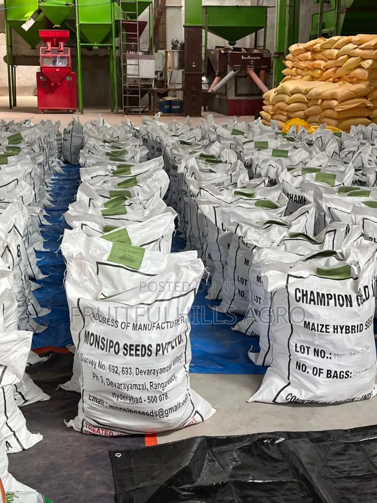 Champion Gold 68 Maize Seed