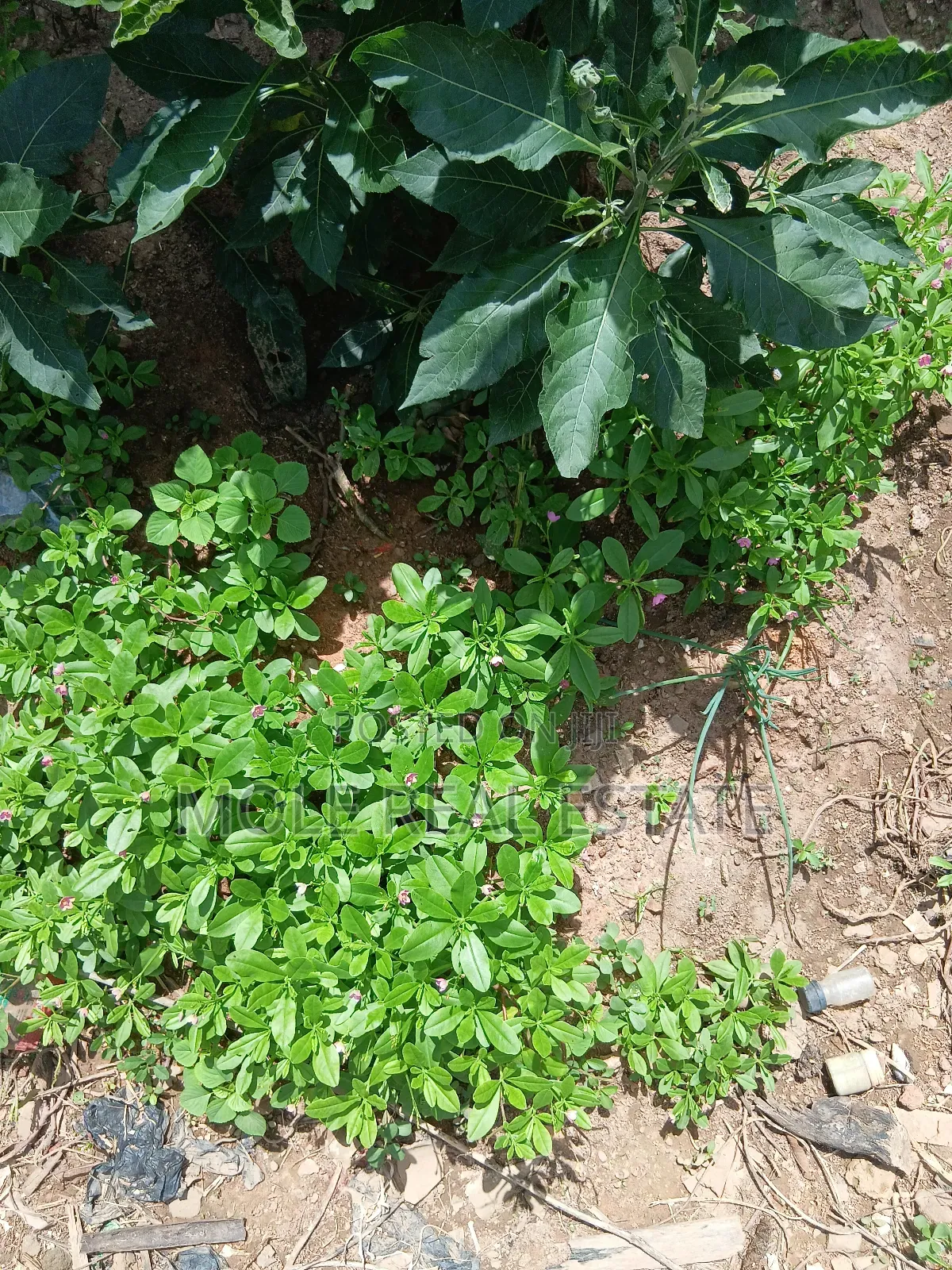 5 Plots 4 Sale Awenla Ifo Ogun State