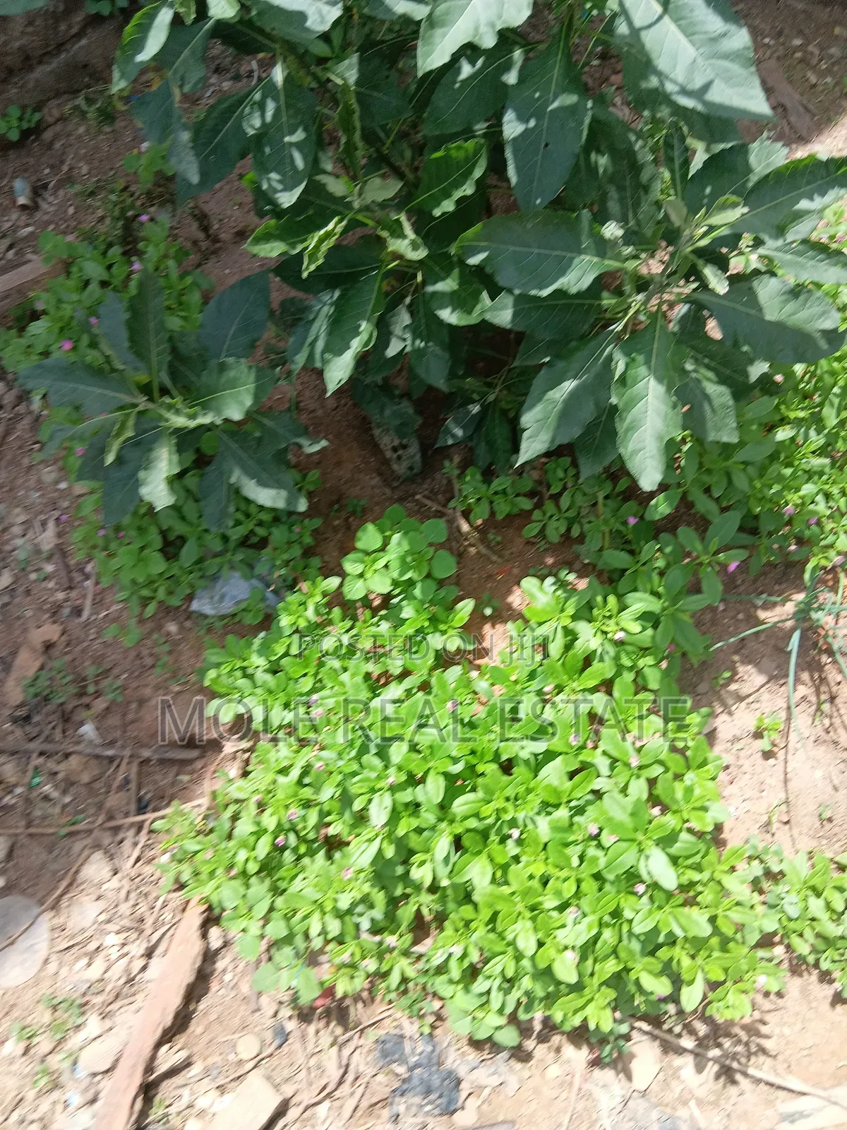 5 Plots 4 Sale Awenla Ifo Ogun State