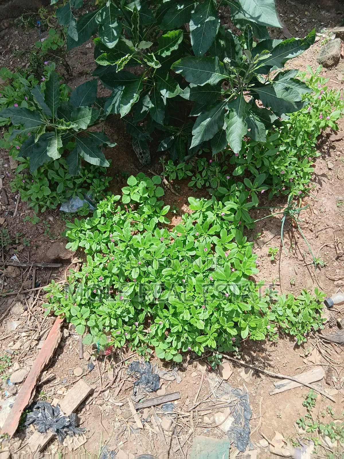 802 SQM Plot 4 Sale Cowrie Creek Estate Ikate