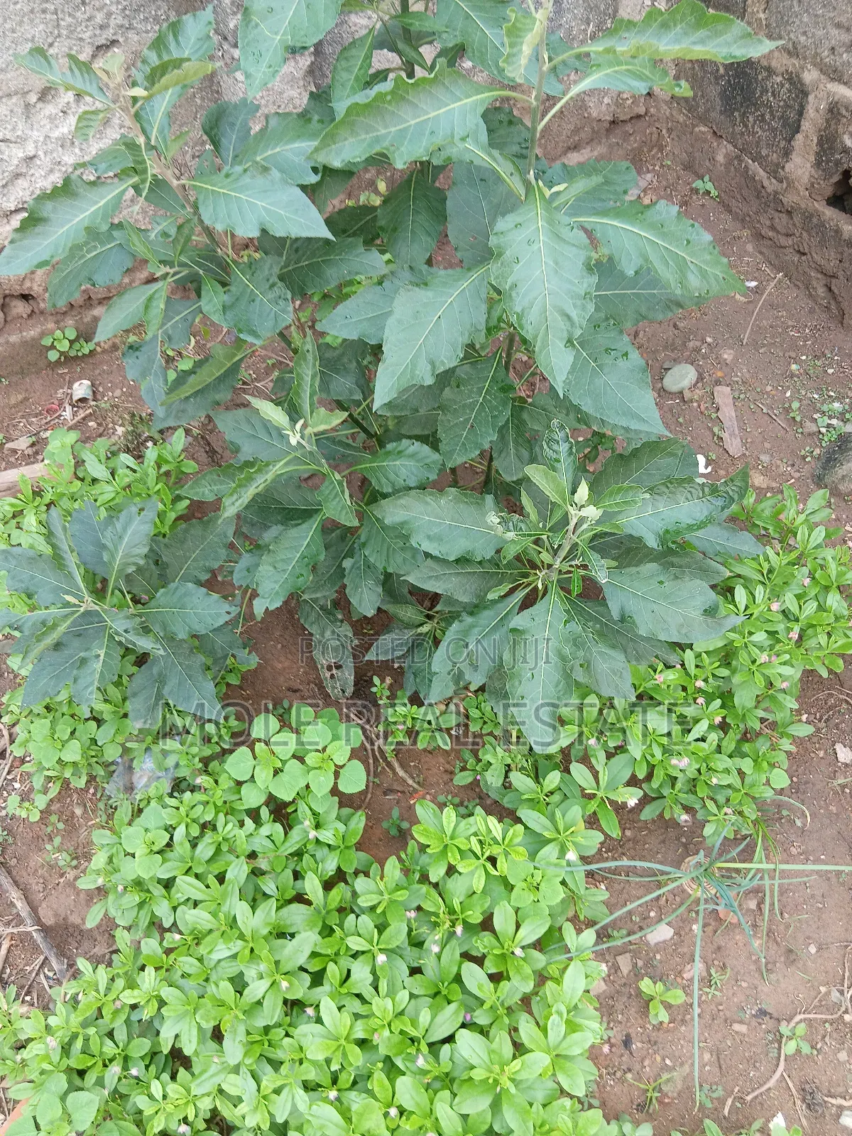 559. 330sqm Plot 4 Sale Oyadiran Estate Sabo Yaba Lagos